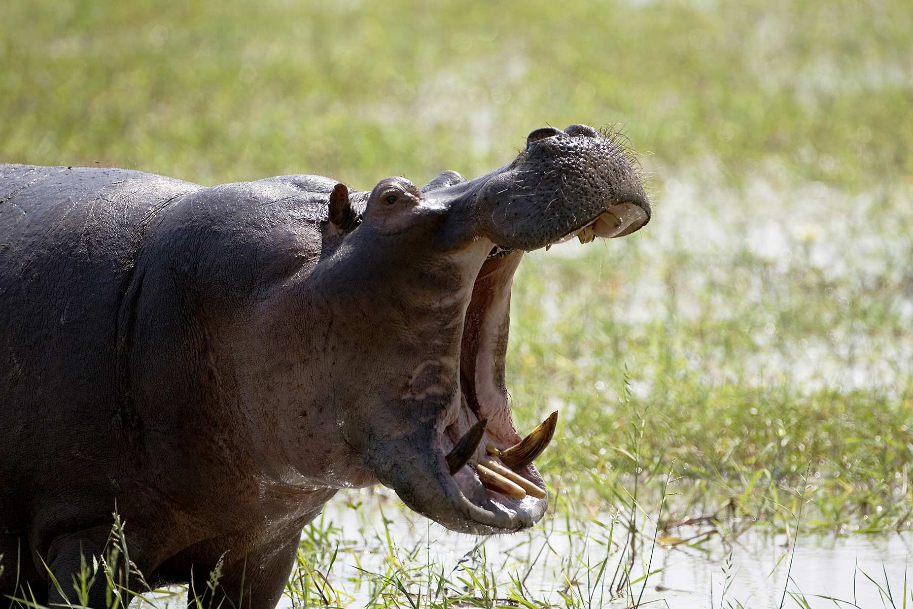 Hippo yawn in Africa : Nature : Copenhagen Design Demo